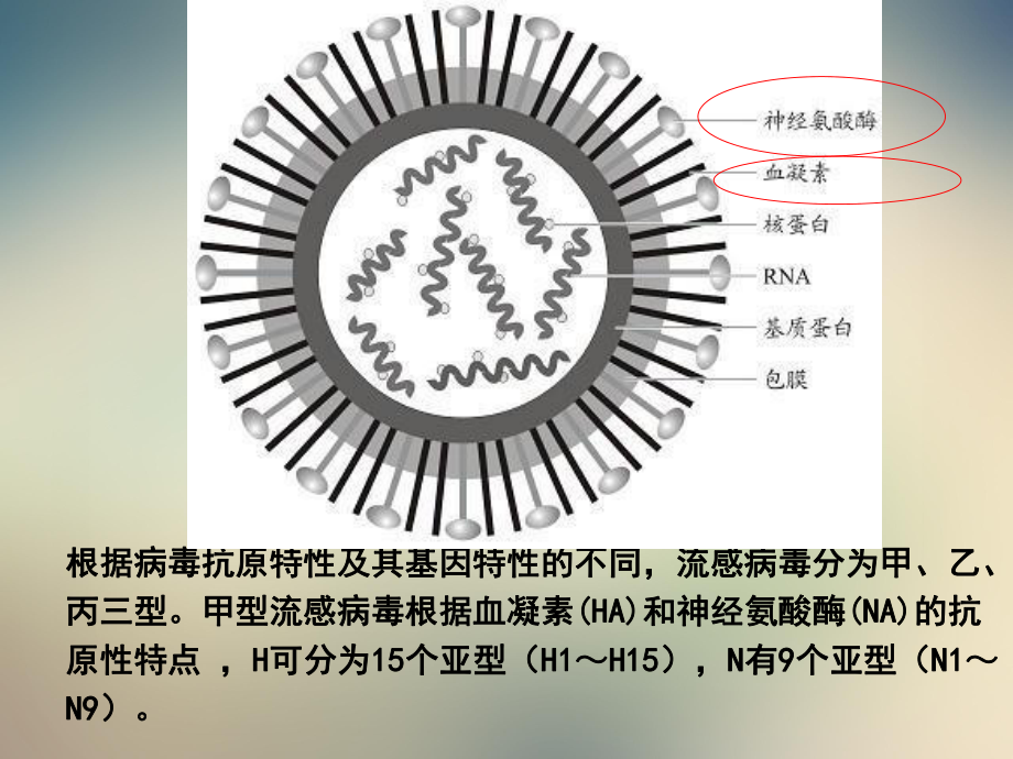 沪科版生物高中第一册专题复习《细胞结构和功能》课件.ppt_第3页