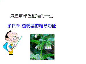 植物茎的输导功能课件.ppt