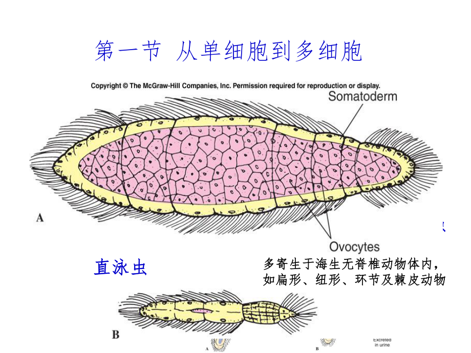 普通动物学课件第四章多细胞动物的起源.ppt_第3页