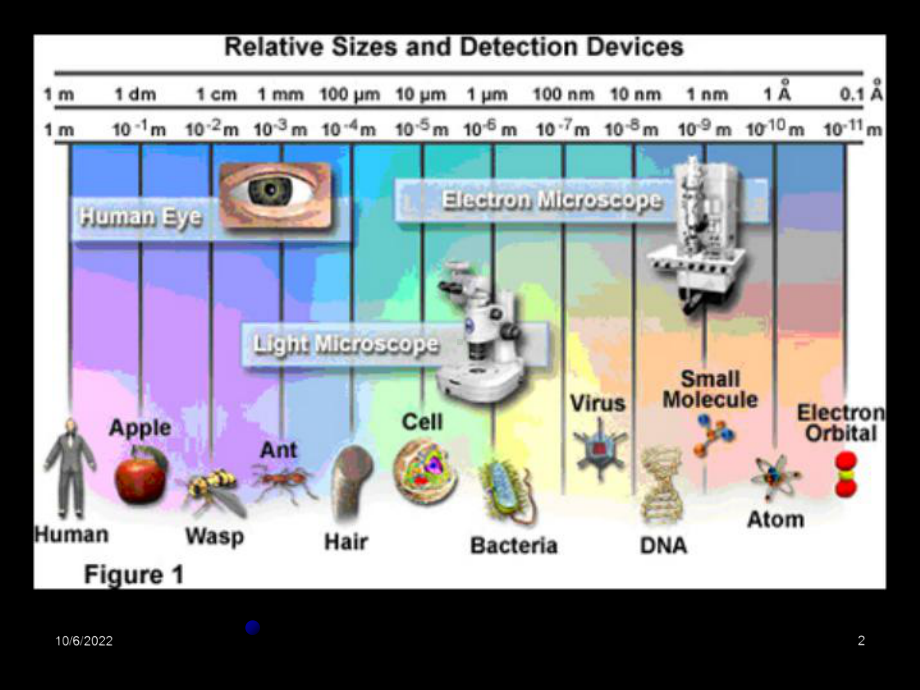 微生物显微镜和显微技术课件.ppt_第2页