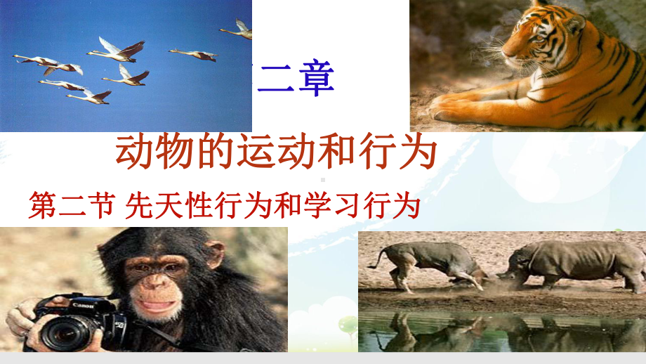 人教版初中八年级生物上册第二章第二节先天性行为和学习行为课件.ppt_第1页