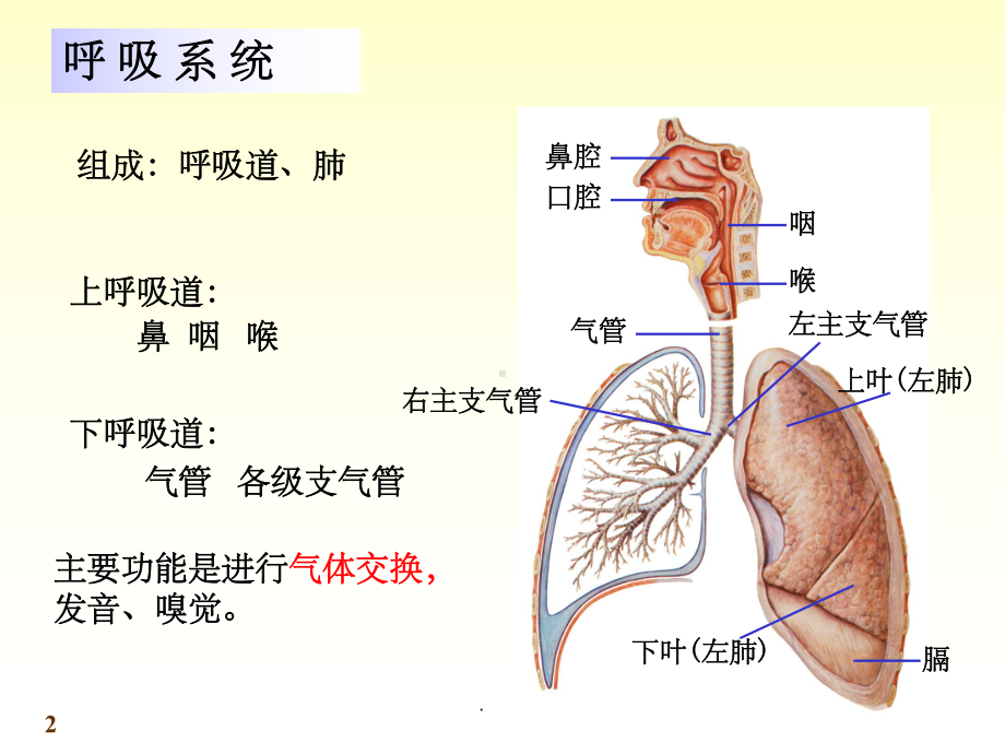 解剖学呼吸系统课件.ppt_第2页