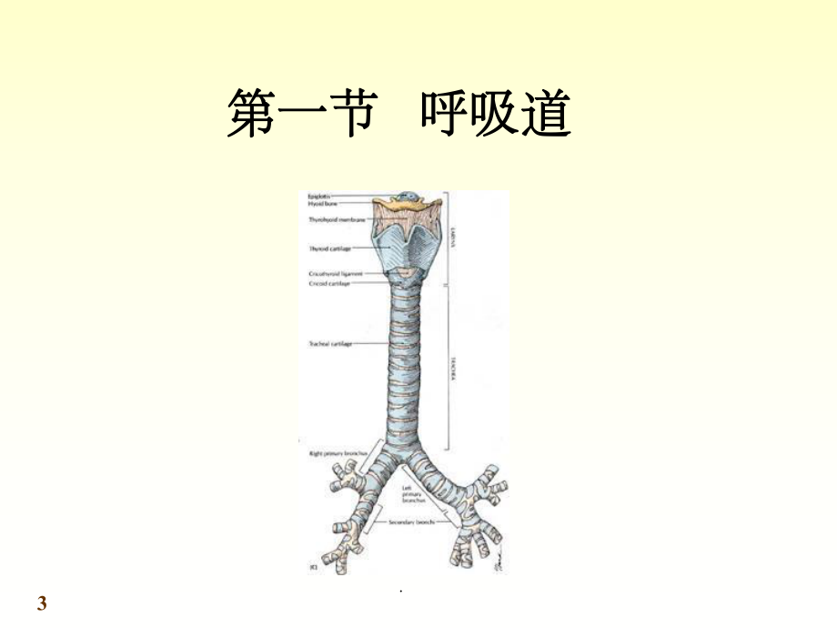 解剖学呼吸系统课件.ppt_第3页