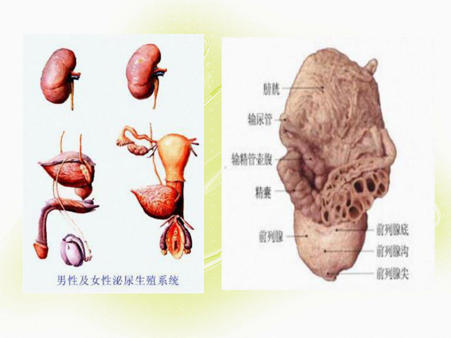 泌尿外科微创手术的配合(共30张)课件.pptx_第3页