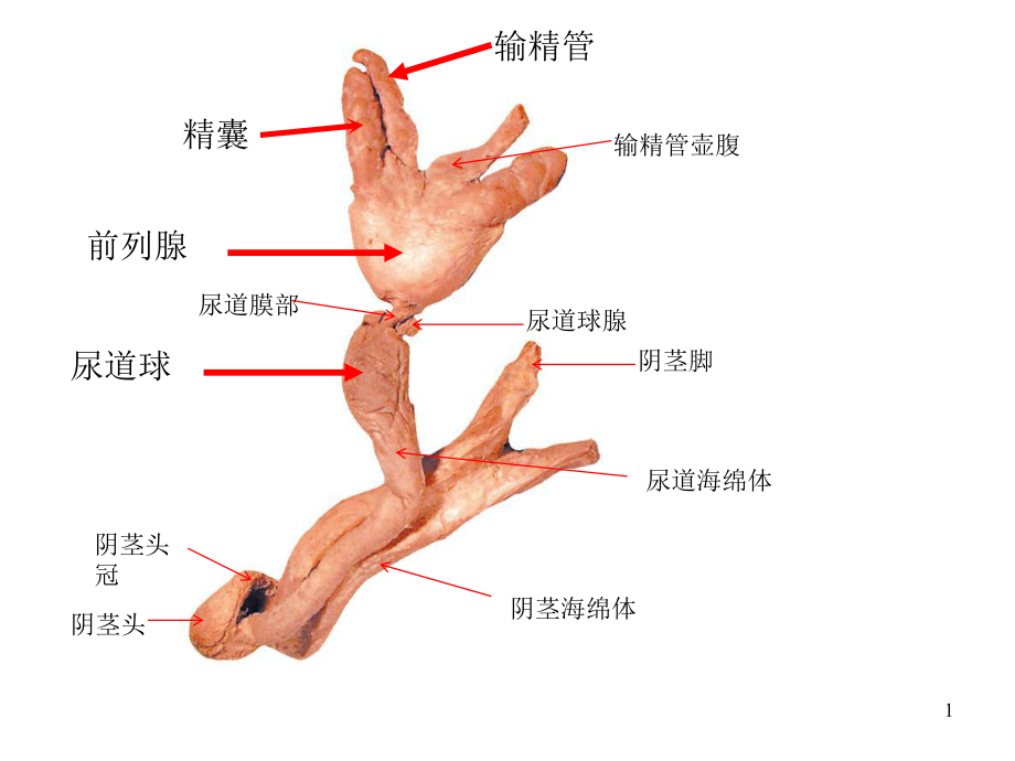 解剖图片考试课件.ppt_第1页