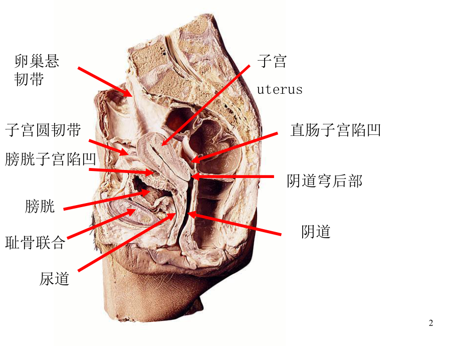 解剖图片考试课件.ppt_第2页