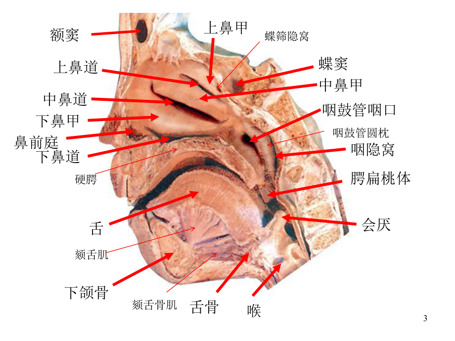 解剖图片考试课件.ppt_第3页