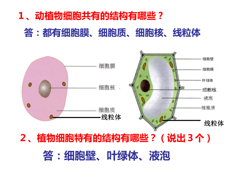 人教版七上生物识图题专项课件(同名1509).ppt_第3页