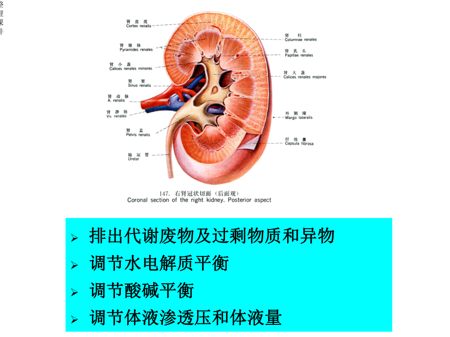 《影响尿生成的因素》.ppt_第2页