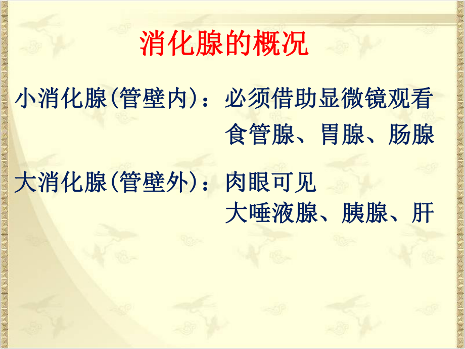 组织胚胎学：消化腺.ppt_第3页