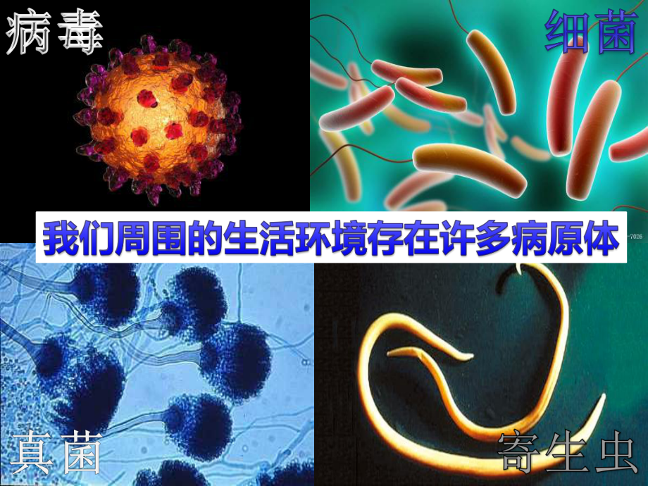 苏教版八年级下册生物：第三节免疫课件.pptx_第2页