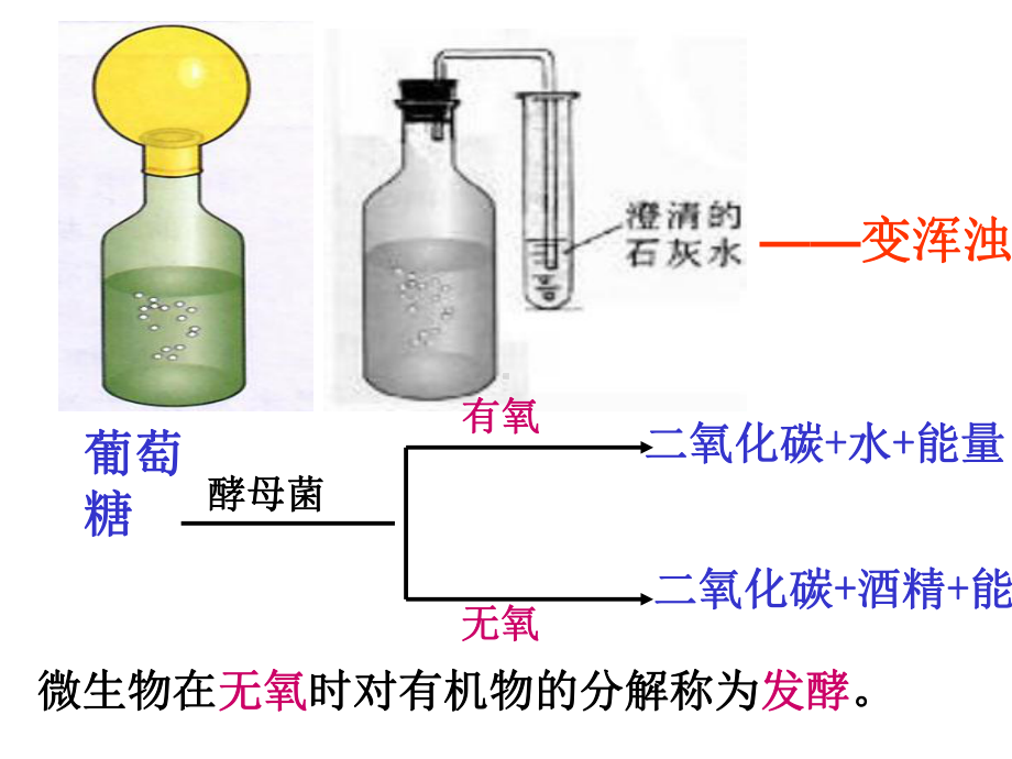 人教版初中八年级生物上册第四章-第五节-人类对细菌和真菌的利用课件.ppt_第3页