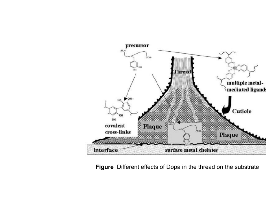 含贻贝粘附蛋白仿生粘合剂的设计、合成及性能研究.ppt_第3页