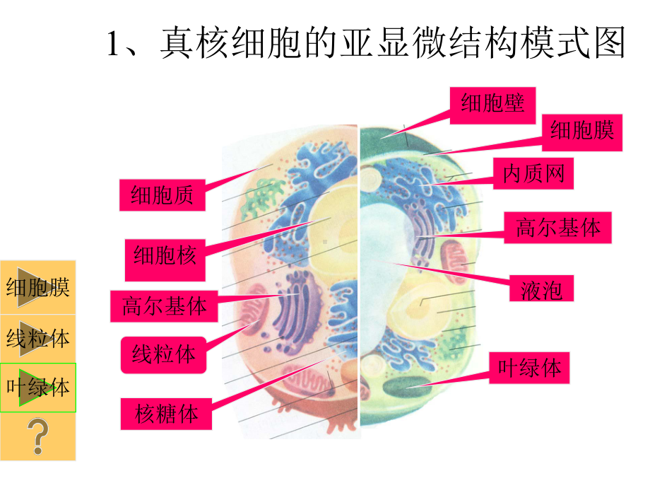 细胞的结构与功能正式版课件.ppt_第2页