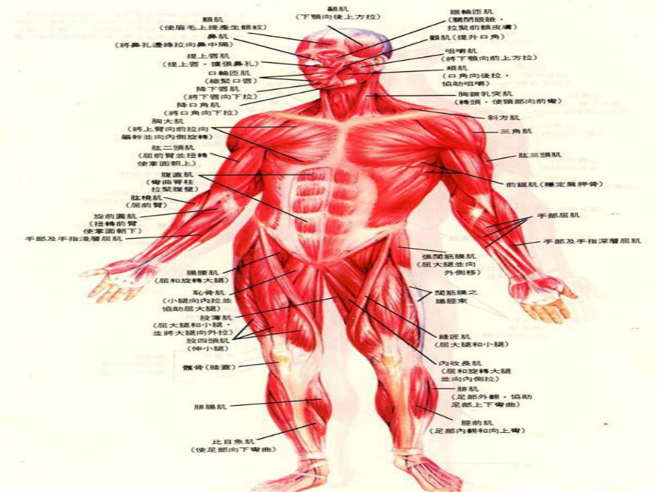 科学苏教版小学四年级下册《肌肉》优质课课件3.ppt_第3页