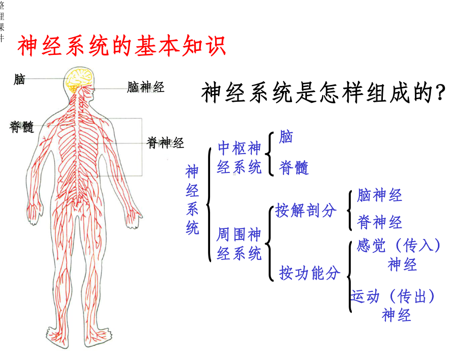 神经调节一轮复习课件.ppt_第3页