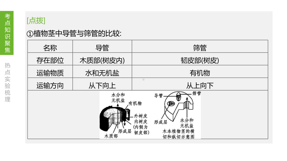 中考生物一轮复习课件：专题09绿色植物与生物圈的水循环.pptx_第3页