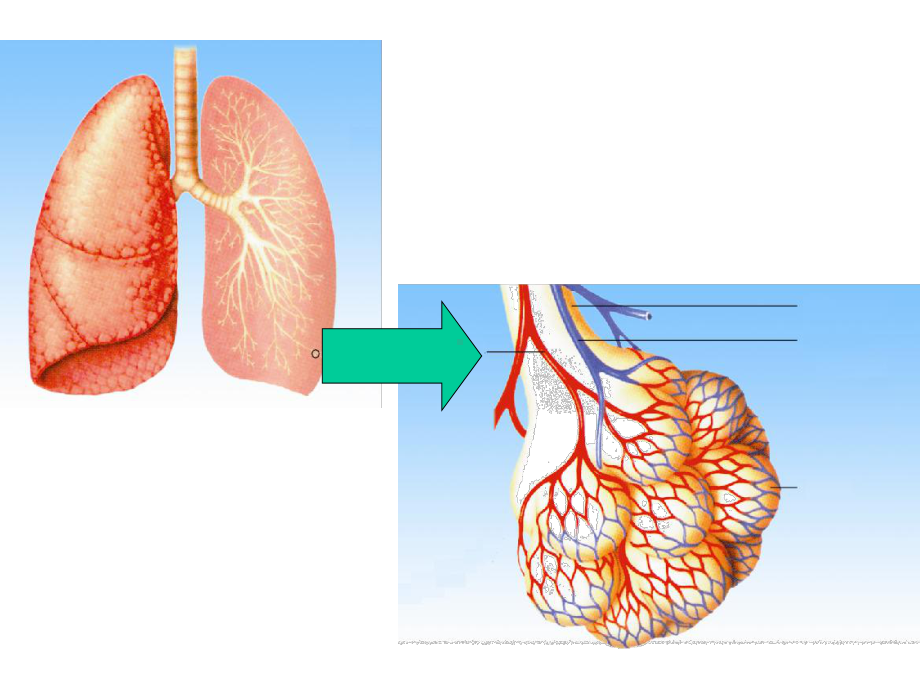 人体内的气体交换-2.ppt_第2页