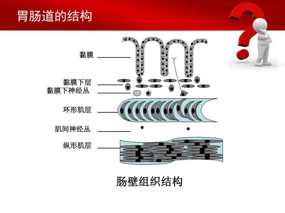 急性胃肠损伤课件.ppt_第3页