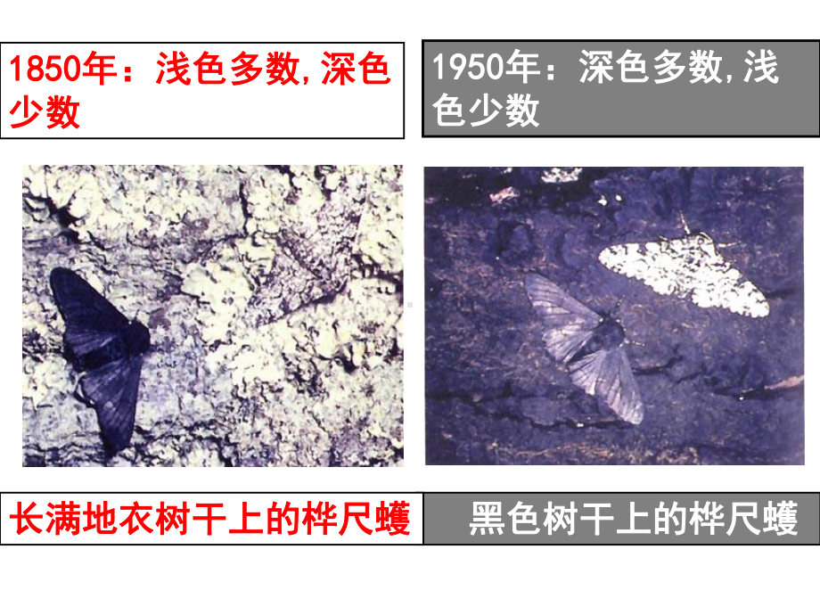 人教版八年级下册生物第三节生物进化的原因优秀课件.ppt_第2页