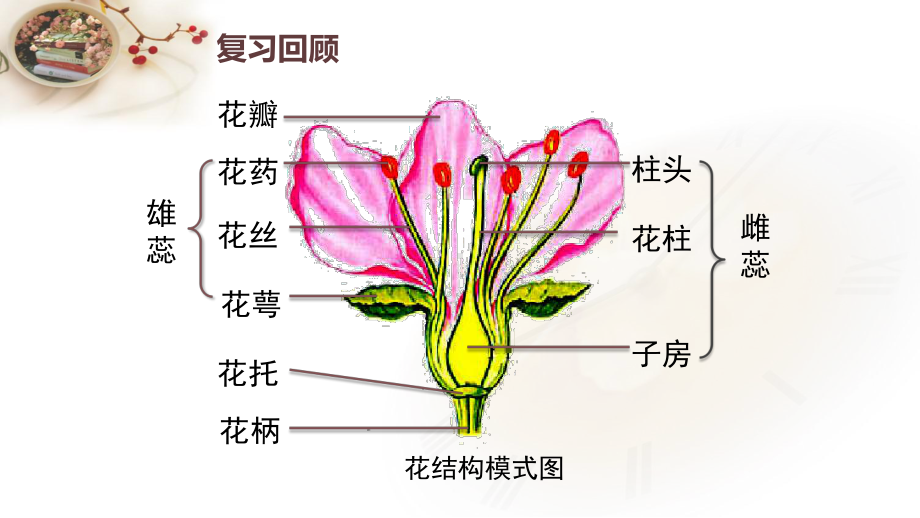 《开花和结果》第二课时课件2.pptx_第2页