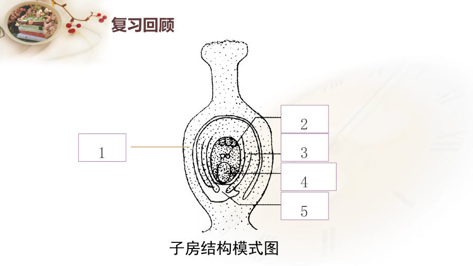 《开花和结果》第二课时课件2.pptx_第3页