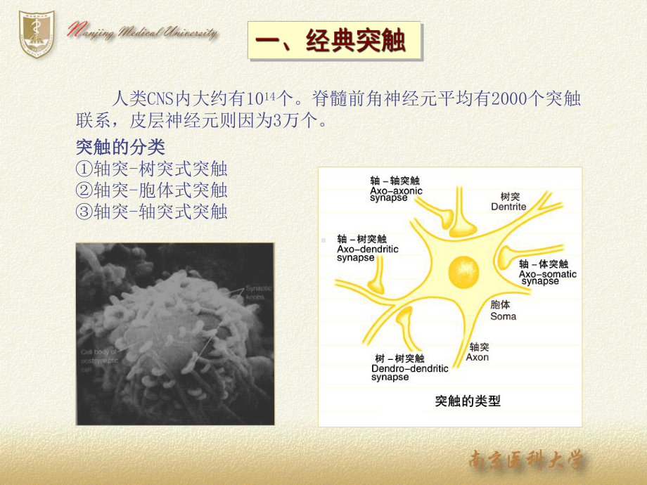 神经生物学-突触课件.ppt_第3页