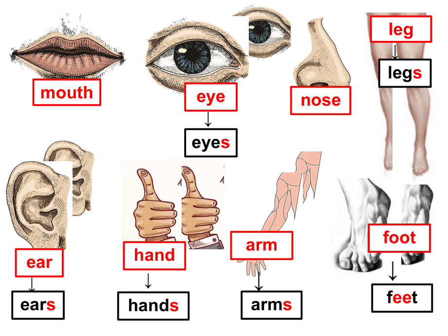 接力版三年级起点四年级上册英语《Lesson6Icanseewithmyeyes》(一等奖课件).ppt--（课件中不含音视频）_第3页