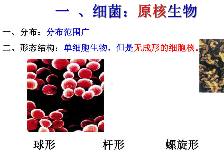 人教版初中八年级生物上册细菌、真菌和病毒复习课件.ppt_第3页