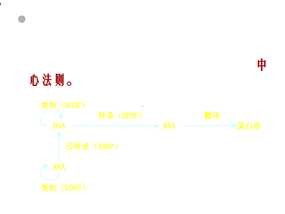 DNA复制RNA转录蛋白质翻译.ppt_第3页