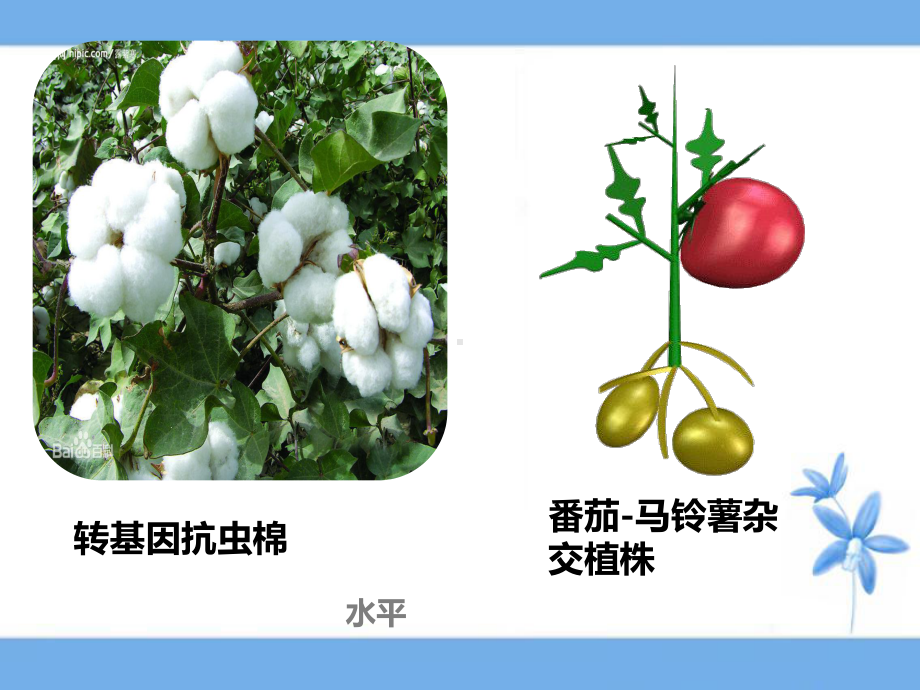 学校讲课课件《植物细胞工程的基本技术》.ppt_第1页