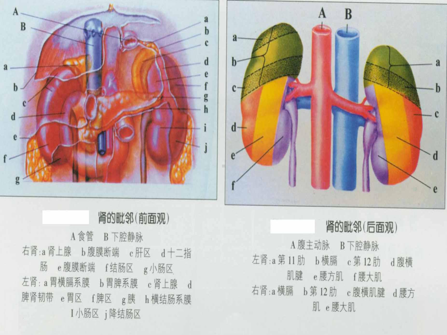 泌尿系统疾病学习内容第一节肾小球肾炎第二节肾盂肾炎课件.ppt_第1页