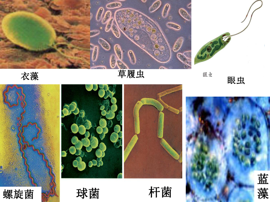 七年级上科学《物种的多样性》公开课PPT浙教版.ppt_第3页