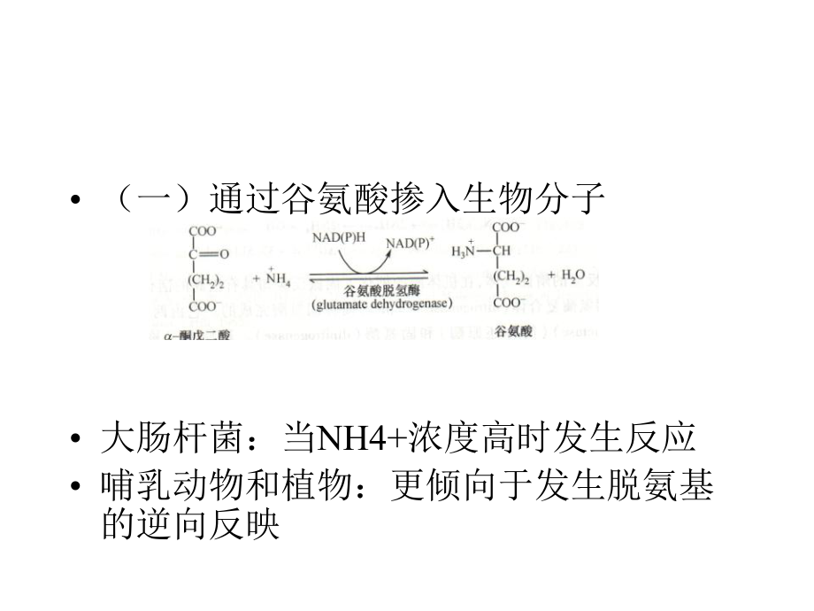 氨基酸的合成代谢完美课课件.pptx_第3页