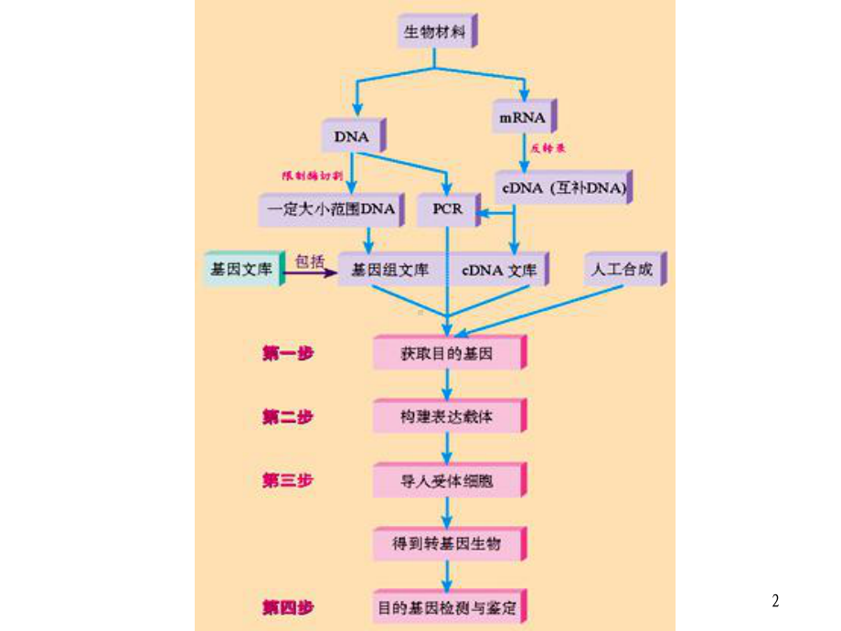 X312基因工程的基本操作程序.ppt_第2页