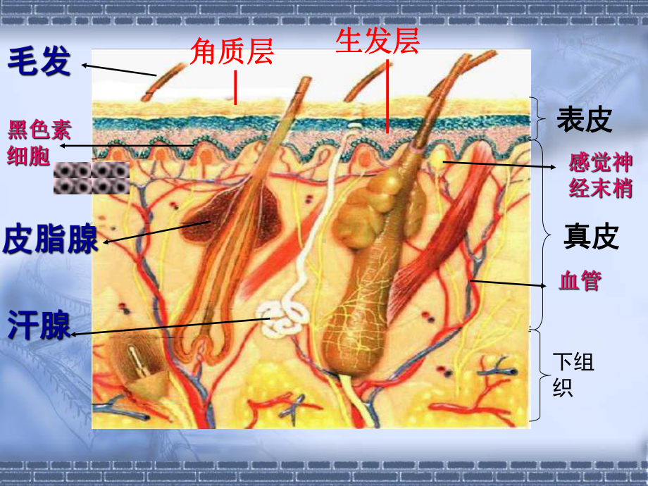 《皮肤与汗液分泌》课件2.ppt_第3页