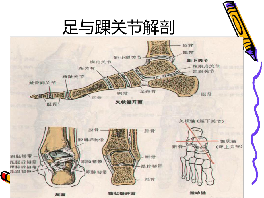 踝关节骨折病人的护理业务学习精选课件.ppt_第3页