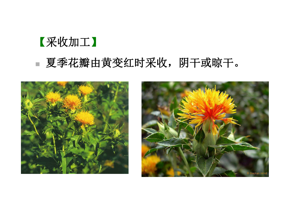 中药鉴定学：花类中药.ppt_第3页