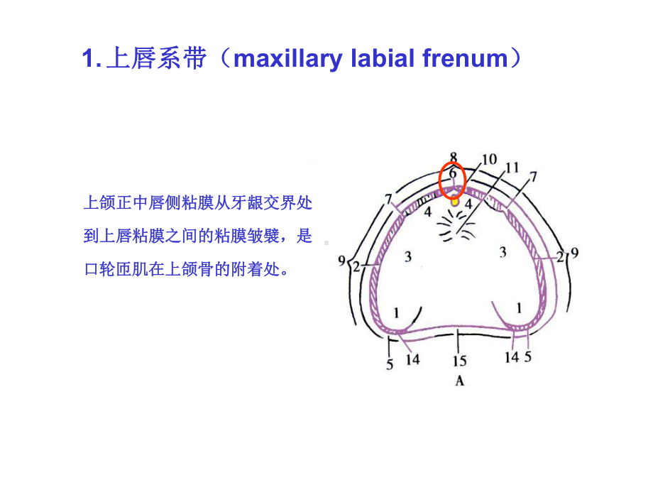 无牙颌解剖标志精选课件.ppt_第2页