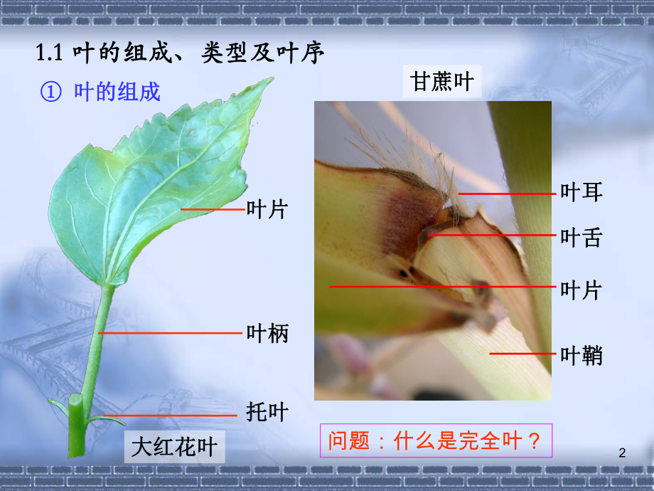 实验5-叶的形态与结构.ppt_第2页