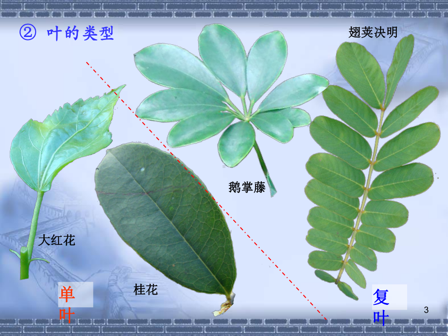 实验5-叶的形态与结构.ppt_第3页