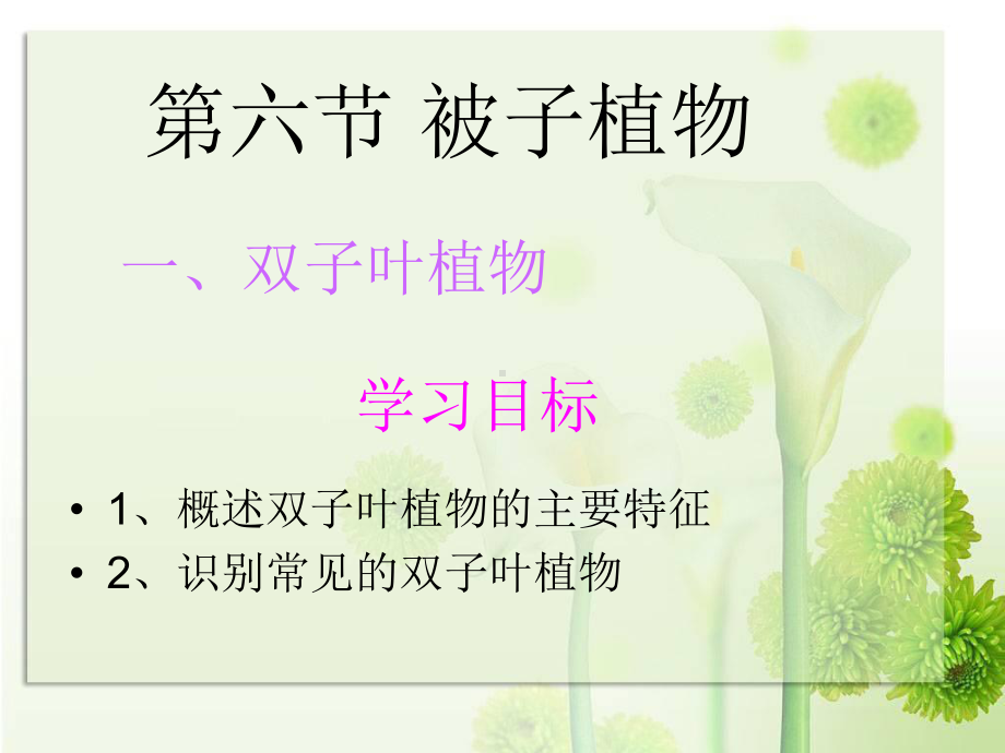 《双子叶植物》参考课件2.ppt_第2页