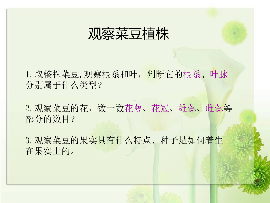 《双子叶植物》参考课件2.ppt_第3页