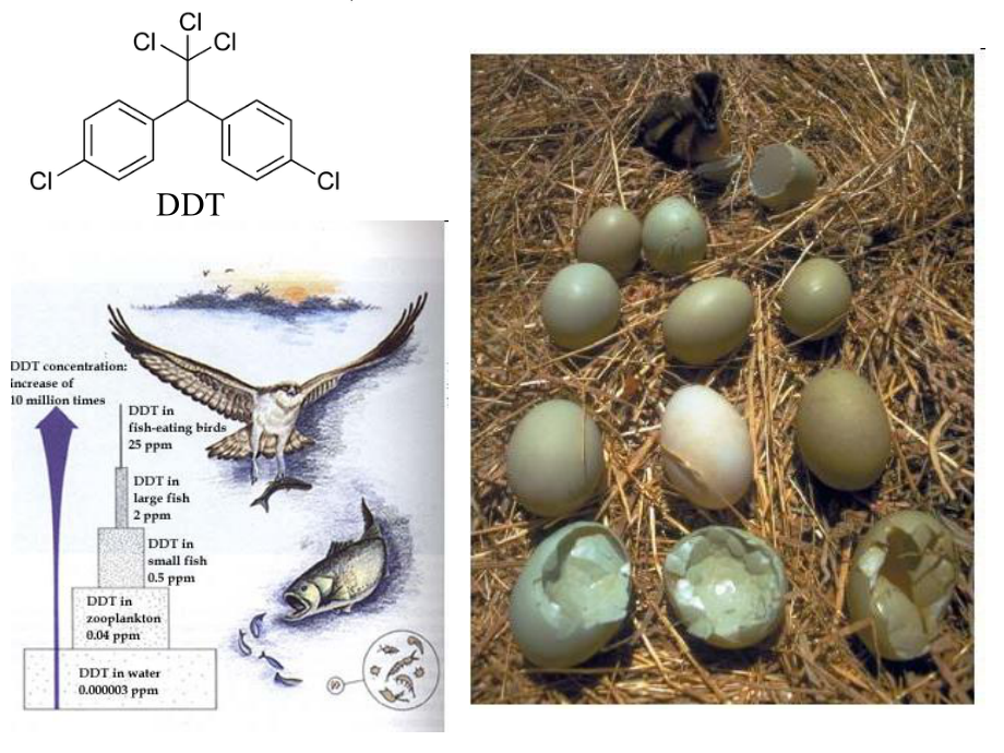 高中生物—生态系统课件.ppt_第1页