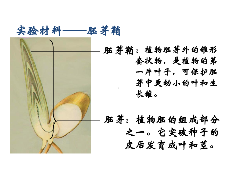 高中生物人教版必修三第三章植物的激素调节(整章课件).pptx_第3页