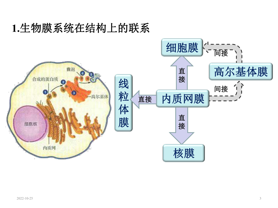 高中生物生物膜系统专项复习课件.ppt_第3页