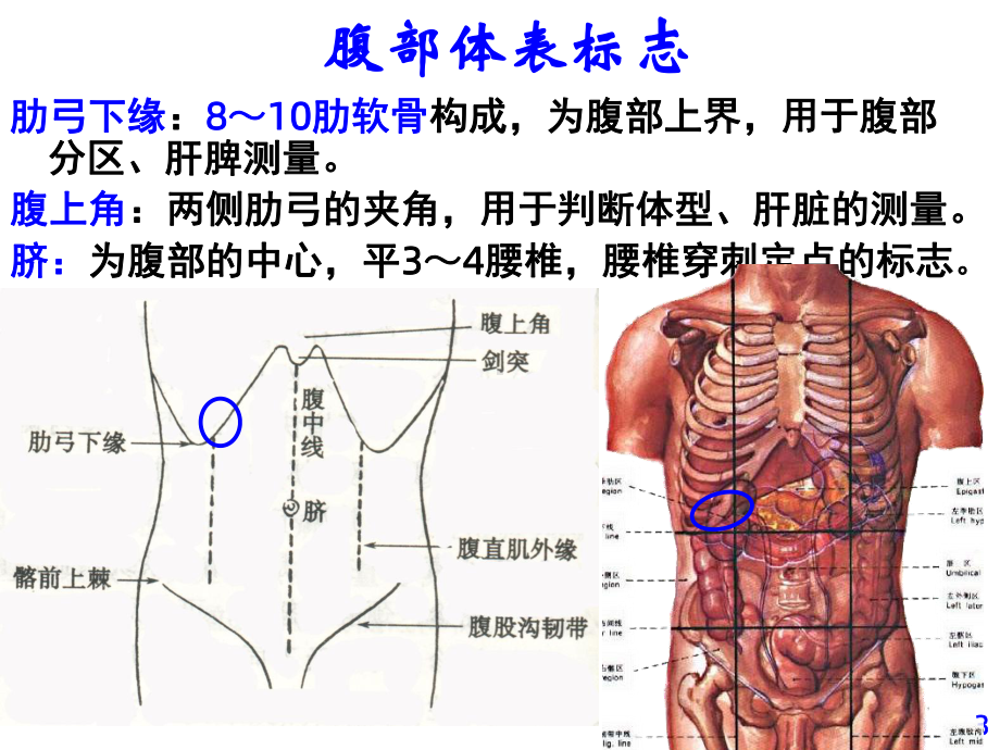 《腹部评估》课件.ppt_第3页