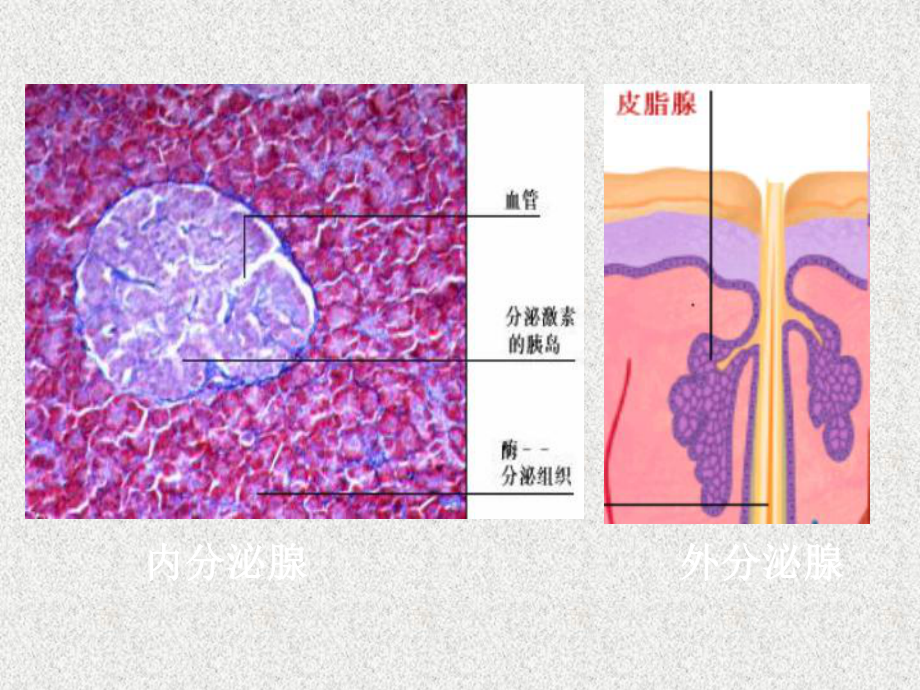 激素调节课件1人教版.ppt_第3页