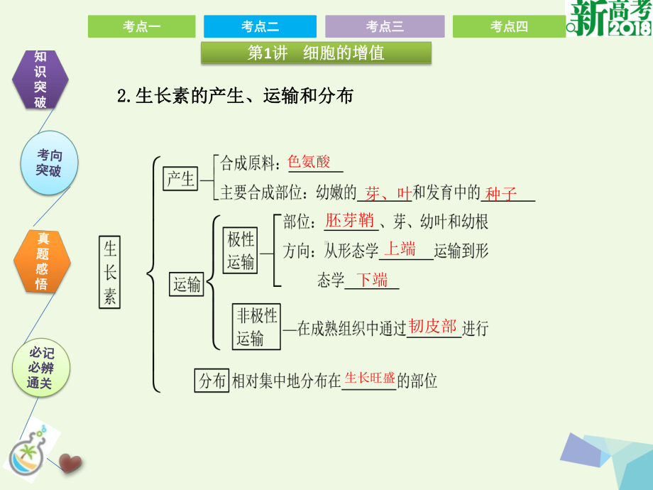 全国高考生物总复习植物的激素调节课件.pptx_第3页