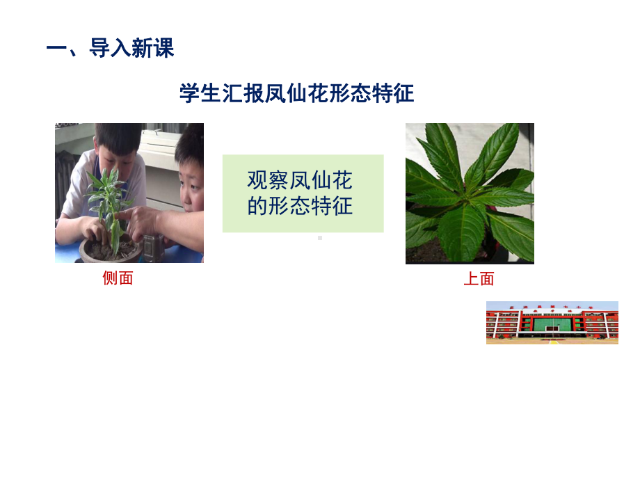 《茎和叶》教学课件.ppt_第2页